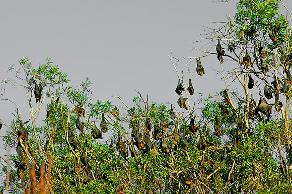 Bats - Taronga Zoo, Sydney, Australia, 2009