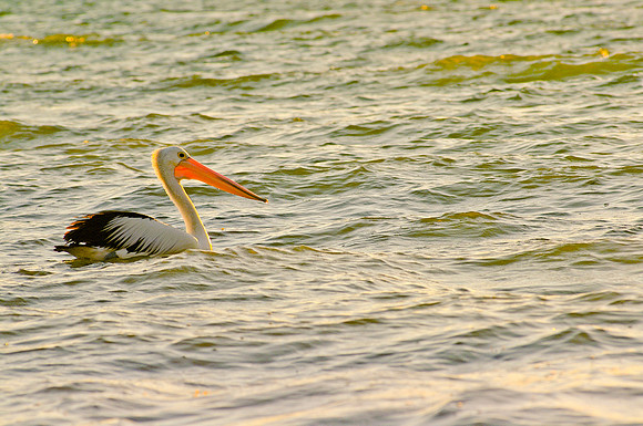 Stork - Sydney, Australia, 2009