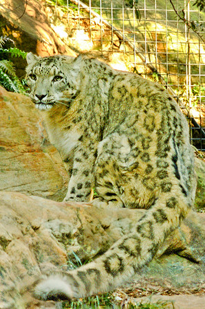 After - Jaguar, Taronga Zoo, Sydney, Australia, 2009