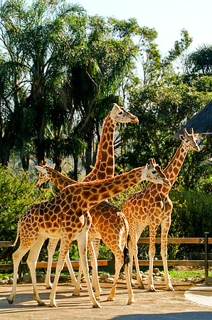 Giraffes - Taronga Zoo, Sydney, Australia, 2009