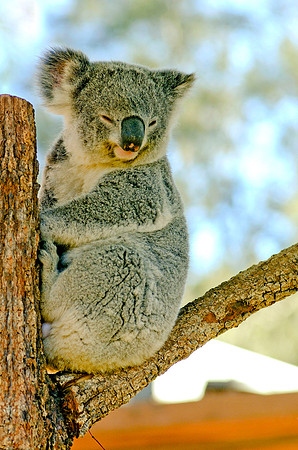 Koala bear - Taronga Zoo, Sydney, Australia, 2009