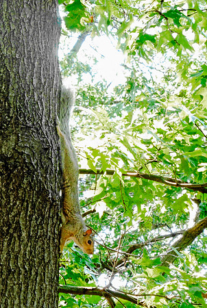 Squirrel - Riverside Park, NYC, 2016