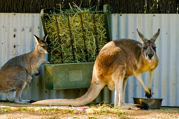Kangaroos - Taronga Zoo, Sydney, Australia, 2009